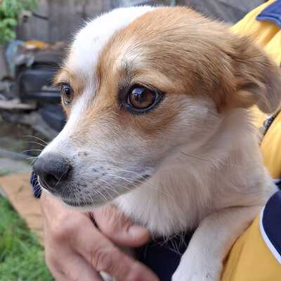 Liza - eine sensible, agile und lernfreudige Hündin / Reserviert, Mischling - Hündin