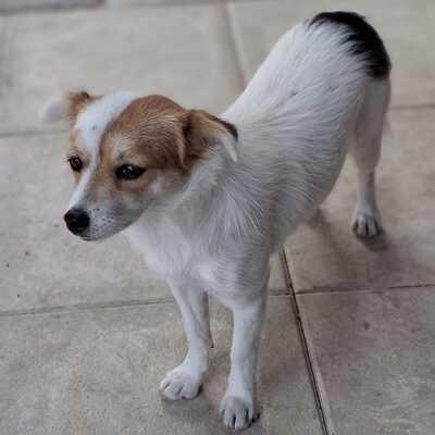 Liza - eine sensible, agile und lernfreudige Hündin / Vorgemerkt