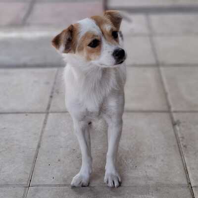 Liza - eine sensible, agile und lernfreudige Hündin / Vorgemerkt, Mischling - Hündin