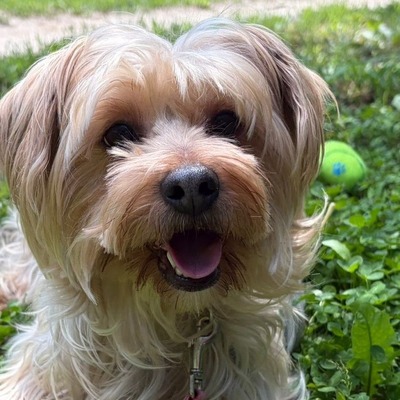 Liza super liebe Yorki-Mix-Hündin sucht…💜💜💜