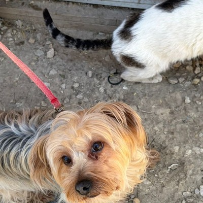 Liza super liebe Yorki-Mix-Hündin sucht…💜💜💜, Dackel-Mischling - Hündin