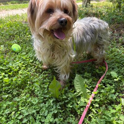 Liza super liebe Yorki-Mix-Hündin sucht…💜💜💜, Dackel-Mischling - Hündin