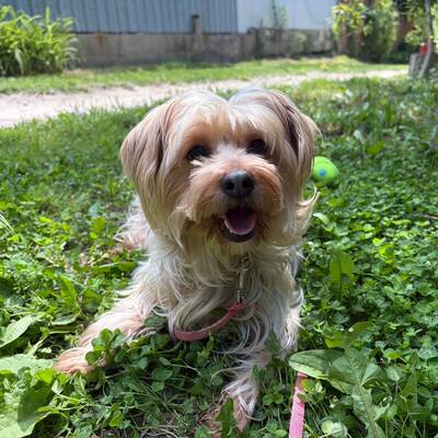 Liza super liebe Yorki-Mix-Hündin sucht…💜💜💜, Dackel-Mischling - Hündin
