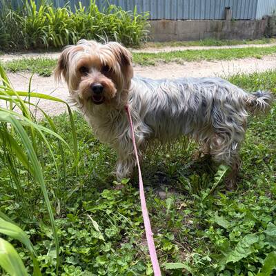 Liza super liebe Yorki-Mix-Hündin sucht…💜💜💜, Dackel-Mischling - Hündin