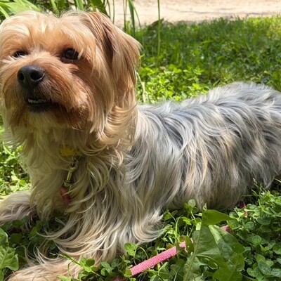 Liza super liebe Yorki-Mix-Hündin sucht…💜💜💜, Yorki-Mischling - Hündin