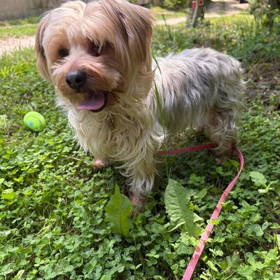 Liza super liebe Yorki-Mix-Hündin sucht…💜💜💜, Yorki-Mischling - Hündin