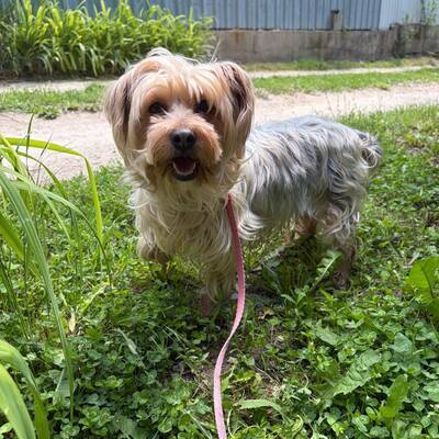 Liza super liebe Yorki-Mix-Hündin sucht…💜💜💜, Yorki-Mischling - Hündin