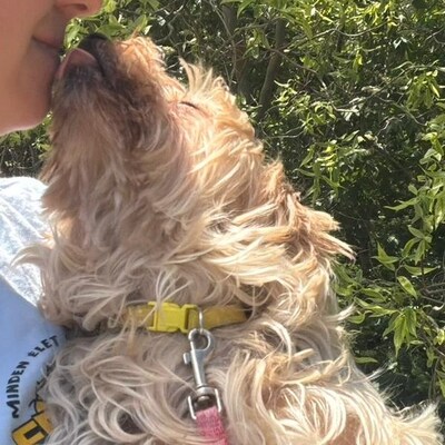 Liza super liebe Yorki-Mix-Hündin sucht…💜💜💜, Yorki-Mix-Hündin - Hündin