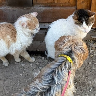 Liza super liebe Yorki-Mix-Hündin sucht…💜💜💜, Yorki-Mix-Hündin - Hündin