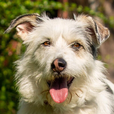 Lizza, Mischling - Hündin