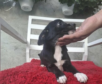 Lizzie, Mischling Welpen - Hündin