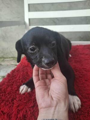 Lizzie, Mischling Welpen - Hündin