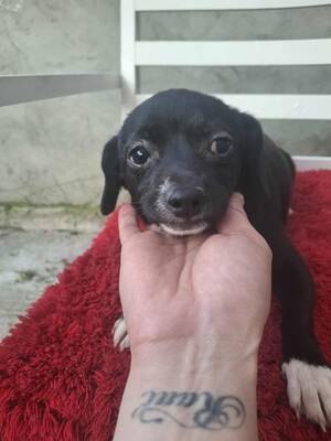 Lizzie, Mischling Welpen - Hündin