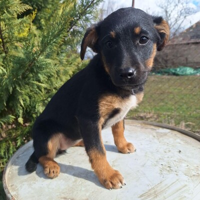 🌺Lizzie kleine Mixwelpin ist extrem verschmust und anhänglich🌸, Mischlingswelpin Welpen - Hündin