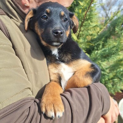 🌺Lizzie kleine Mixwelpin ist extrem verschmust und anhänglich🌸, Mischlingswelpin Welpen - Hündin