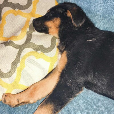 🌺Lizzie kleine Mixwelpin ist extrem verschmust und anhänglich🌸, Mischlingswelpin Welpen - Hündin