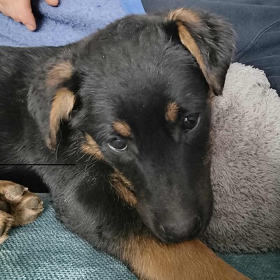 🌺Lizzie kleine Mixwelpin ist extrem verschmust und anhänglich🌸, Mischlingswelpin Welpen - Hündin