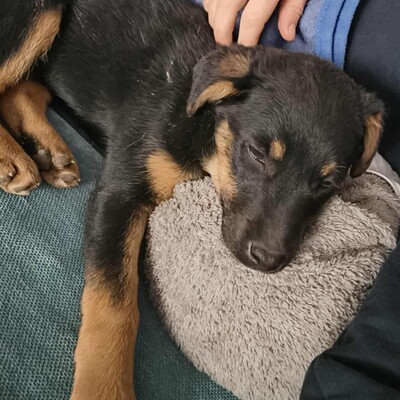 🌺Lizzie kleine Mixwelpin ist extrem verschmust und anhänglich🌸, Mischlingswelpin Welpen - Hündin