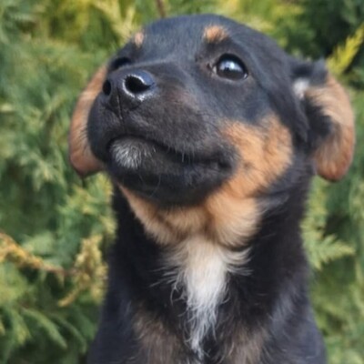 🌺Lizzie kleine Mixwelpin ist extrem verschmust und anhänglich🌸, Mischlingswelpin Welpen - Hündin