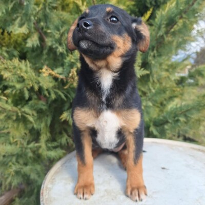 🌺Lizzie kleine Mixwelpin ist extrem verschmust und anhänglich🌸, Mischlingswelpin Welpen - Hündin