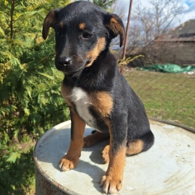 🌺Lizzie kleine Mixwelpin ist extrem verschmust und anhänglich🌸, Mischlingswelpin Welpen - Hündin