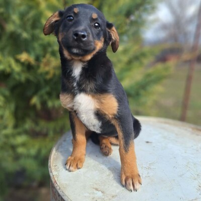 🌺Lizzie kleine Mixwelpin ist extrem verschmust und anhänglich🌸, Mischlingswelpin Welpen - Hündin