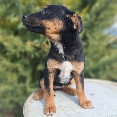 🌺Lizzie kleine Mixwelpin ist extrem verschmust und anhänglich🌸, Mischlingswelpin Welpen - Hündin