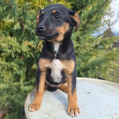 🌺Lizzie kleine Mixwelpin ist extrem verschmust und anhänglich🌸, Mischlingswelpin Welpen - Hündin