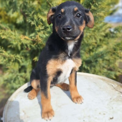 🌺Lizzie kleine Mixwelpin ist extrem verschmust und anhänglich🌸, Mischlingswelpin Welpen - Hündin