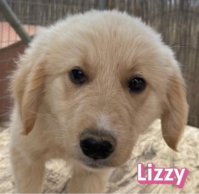 Lizzy, Mischling Welpen - Hündin