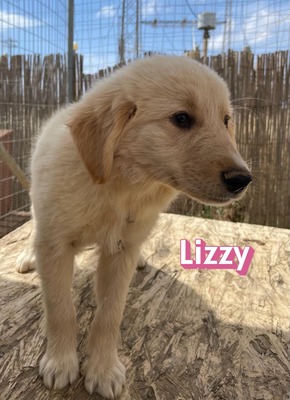 Lizzy, Mischling Welpen - Hündin