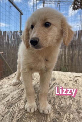 Lizzy, Mischling Welpen - Hündin