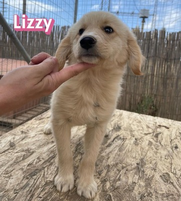 Lizzy, Mischling Welpen - Hündin