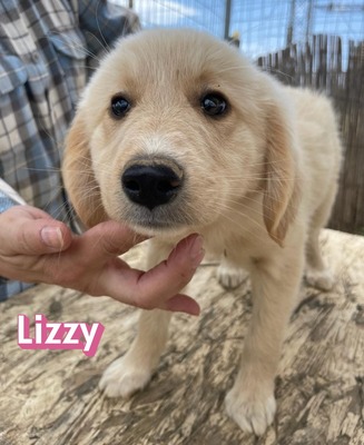 Lizzy, Mischling Welpen - Hündin