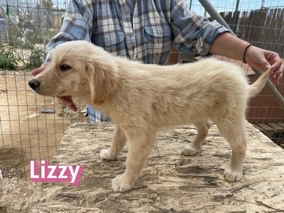 Lizzy, Mischling Welpen - Hündin