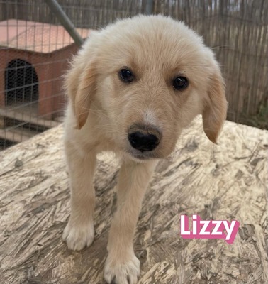 Lizzy, Mischling Welpen - Hündin