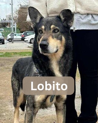 Lobito
