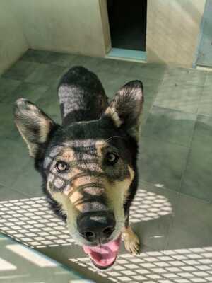 Lobito, Mischling - Rüde