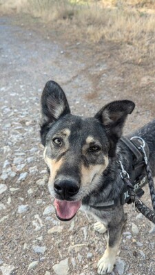 Lobito, Mischling - Rüde