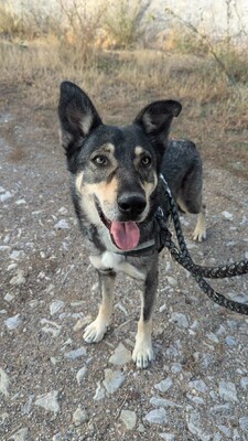 Lobito, Mischling - Rüde