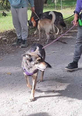 Lobito, Mischling - Rüde