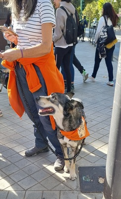 Lobito, Mischling - Rüde