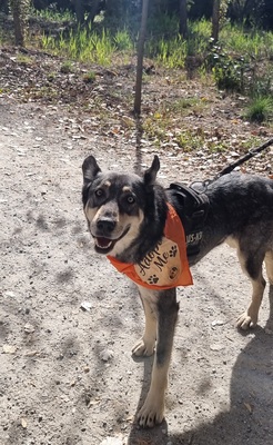 Lobito, Mischling - Rüde