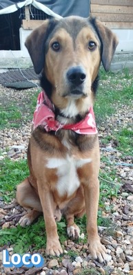 Loco, Mischling - Rüde