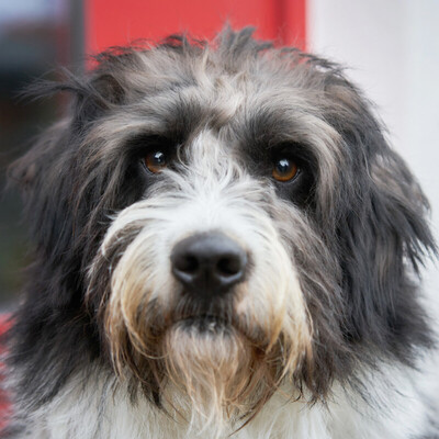 Logen, Mischling - Rüde