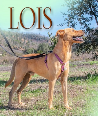 Lois – aktiv und sportlich, Mischling - Rüde