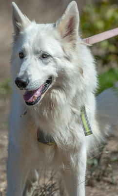 Lois - ein Herz voller Treue, Weißer Schweizer Schäferhund - Rüde