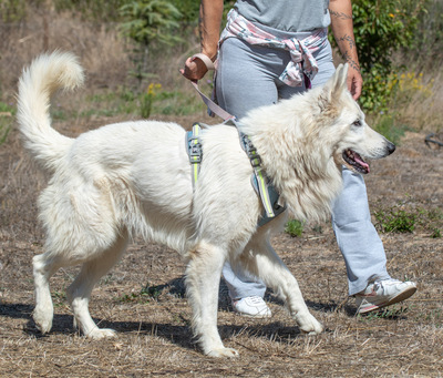 Lois - ein Herz voller Treue, Weißer Schweizer Schäferhund - Rüde