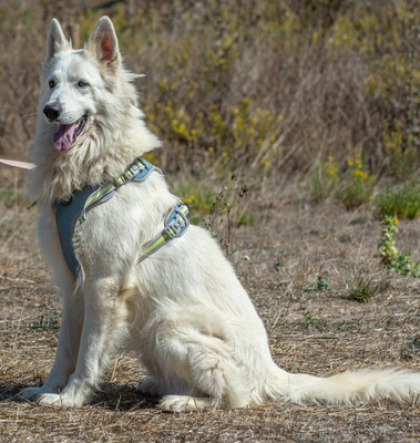 Lois - ein Herz voller Treue, Weißer Schweizer Schäferhund - Rüde