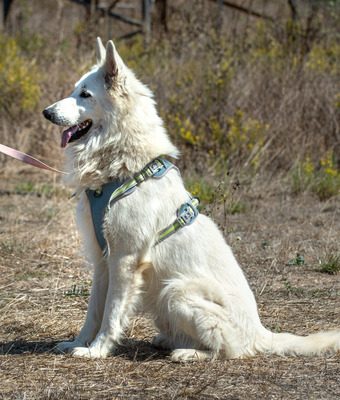 Lois - ein Herz voller Treue, Weißer Schweizer Schäferhund - Rüde